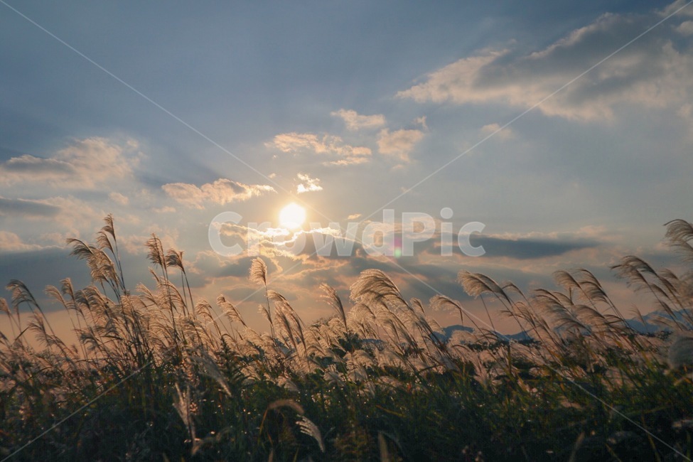 갈대,풍경,감성,구름,햇살,가을,계절,fall,autumn,season,자연,풍경,nature,landscape,grass,잔디,plant,식물,lawn,reed,flare,플레어,light,빛