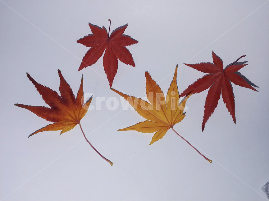 단풍잎,나뭇잎,가을,잎,낙엽,식물,autumn,leaf,leaves,maple,fall,plant,계절,season,가을,계절,fall,autumn,season,식물,자연,plants,nature