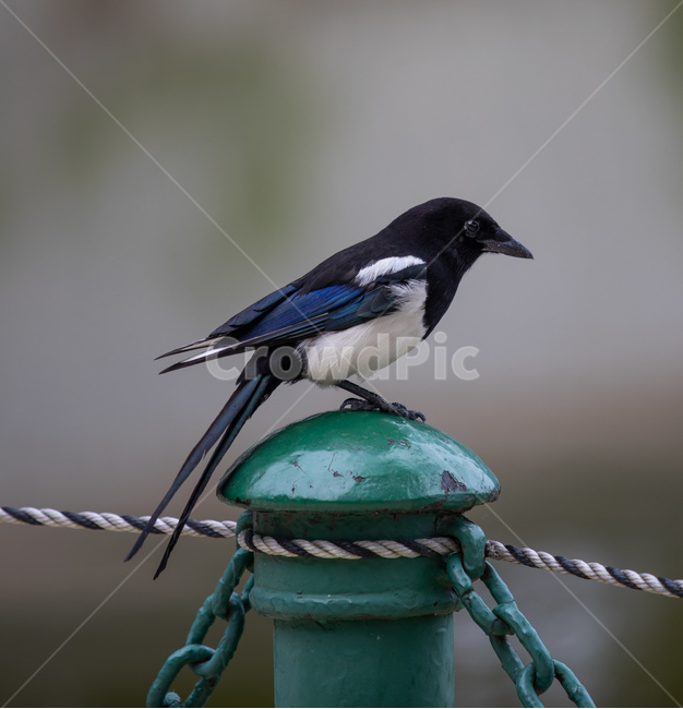 동물,자연,까치,새,조류,동물,animal,조류,새,birds
