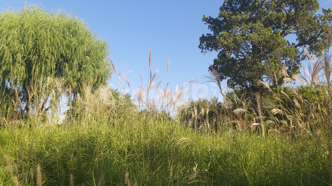 억새,억새풀,수풀,나무,자연,계절,하늘,silvergrass,forest,trees,nature,season,sky,식물,자연,plants,nature,나무,trees,wood