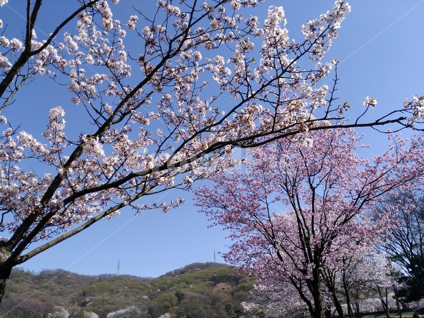 호수,나무,봄꽃,봄,벚꽃,blossom,꽃,flower,pink,분홍,분당,율동공원