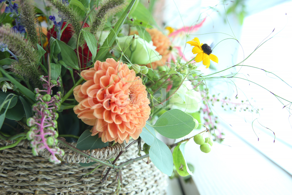꽃바구니,다알리아,녹색,열매,꽃배경소스,꽃,flower,실내용화초,화분,화초,house plant