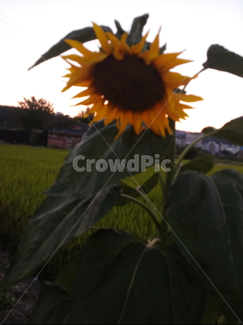 해바라기,꽃,자연,풍경,초록,식물,자연,plants,nature,꽃,flower