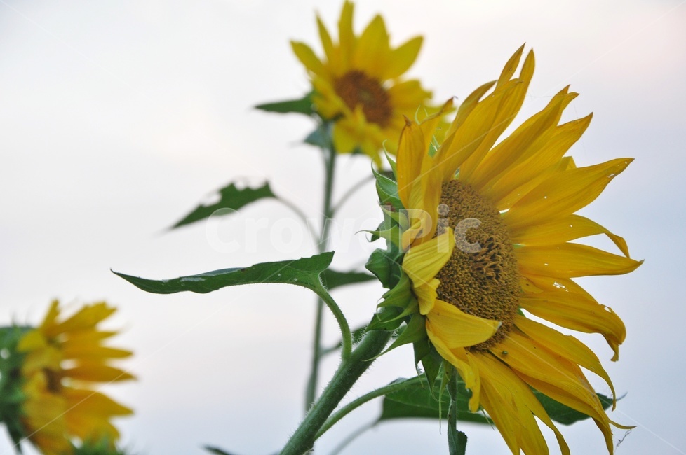 plant,식물,blossom,sunflower,해바라기,flower,꽃,여름,계절,노랑색,노랑,식물,자연,plants,nature,꽃,flower