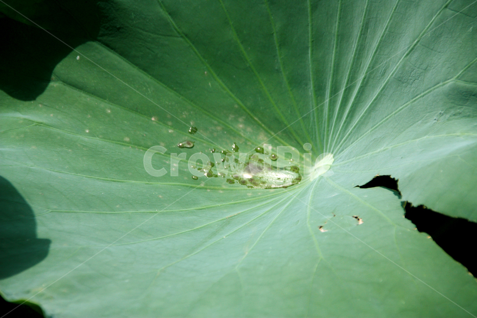 연잎,연꽃,물방울,물,고여있는물,여름,잎,잎사귀,초록색,자연,leaf,water,natural,국내여행,계절,시즌,물망울,이슬,아침,산책,상큼,신선한,장마,비,waterdrop,배경화면,landscape