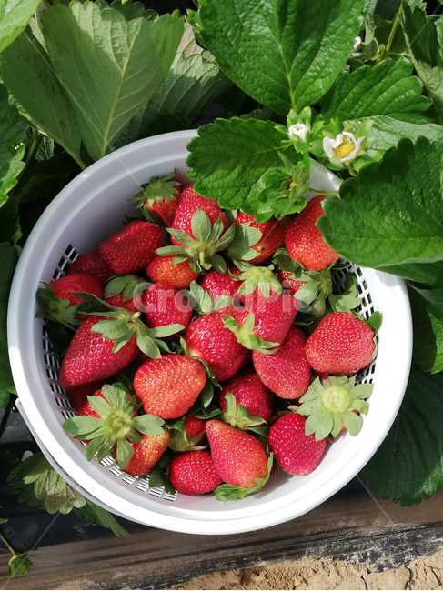 딸기,딸기농장,딸기따기,딸기체험,strawberry,strawberrypicking