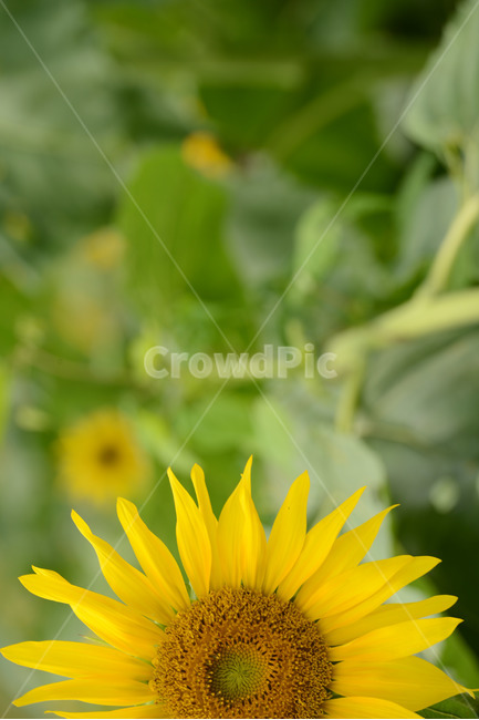 해바라기,꽃잎,노란색,가을,식물,여름,계절,summer,season,식물,자연,plants,nature,꽃,flower,plant
