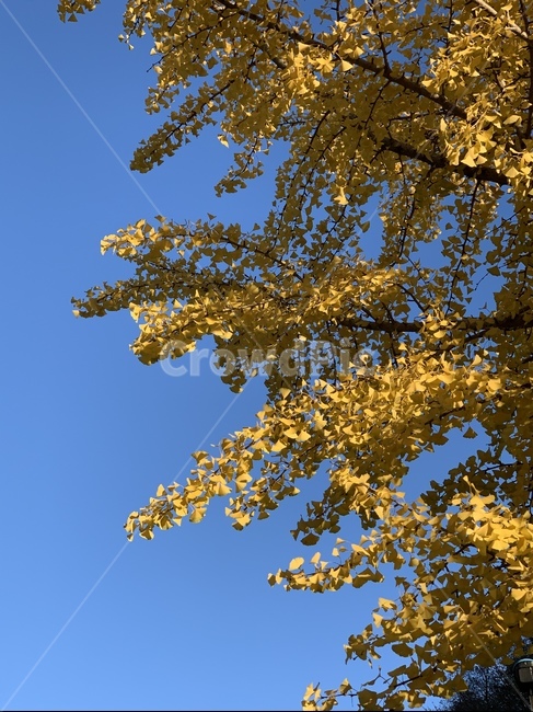 은행나무,은행잎,가을,노란색,하늘,나무,식물,tree,나무,trees,wood