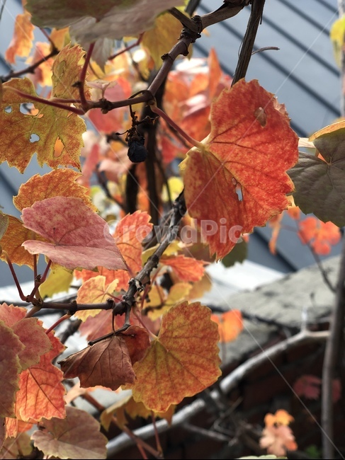 가을,나뭇잎,빨강색,노랑색,나무,veins,leaf,잎,plant,식물