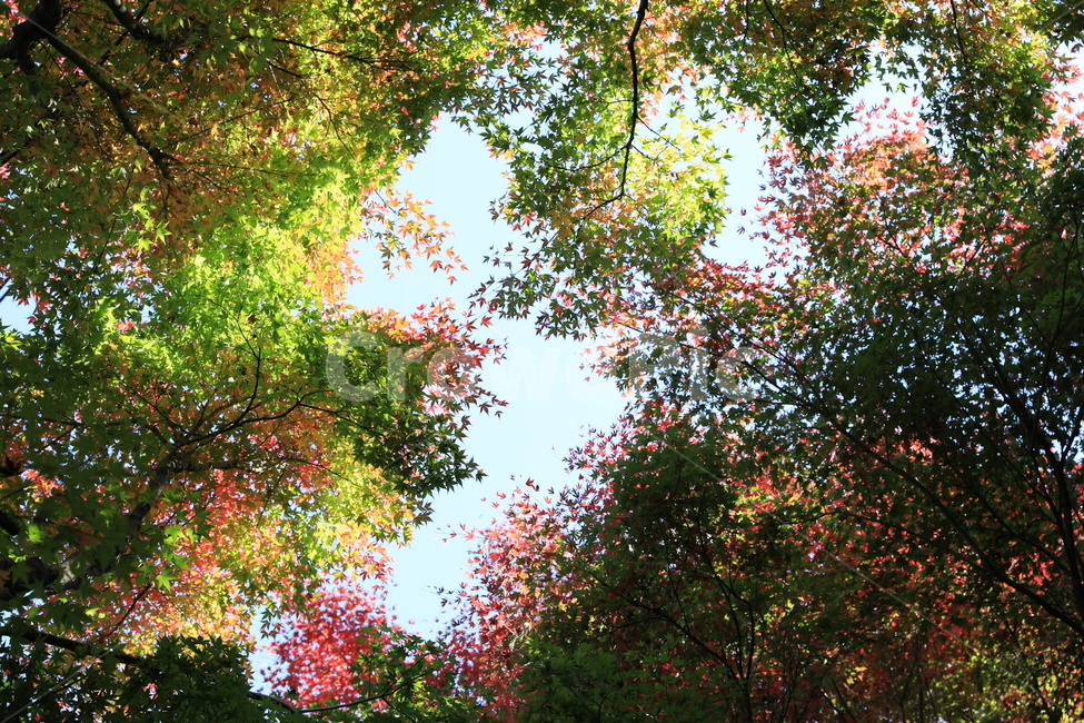 숲,공원,단풍,풍경,가을,가을,계절,fall,autumn,season,자연,풍경,nature,landscape,leaf,잎,plant,식물,tree,나무,maple