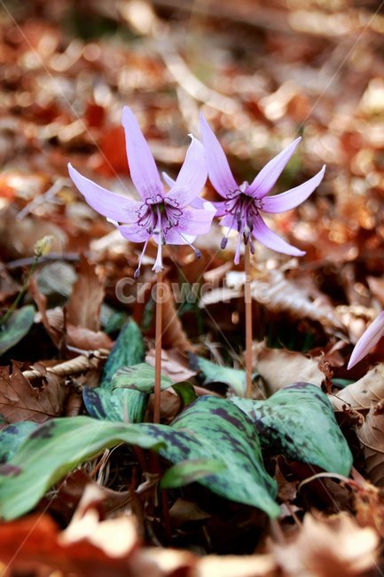 꽃,봄,엘레지,보라색,연인,식물,자연,plants,nature,꽃,flower