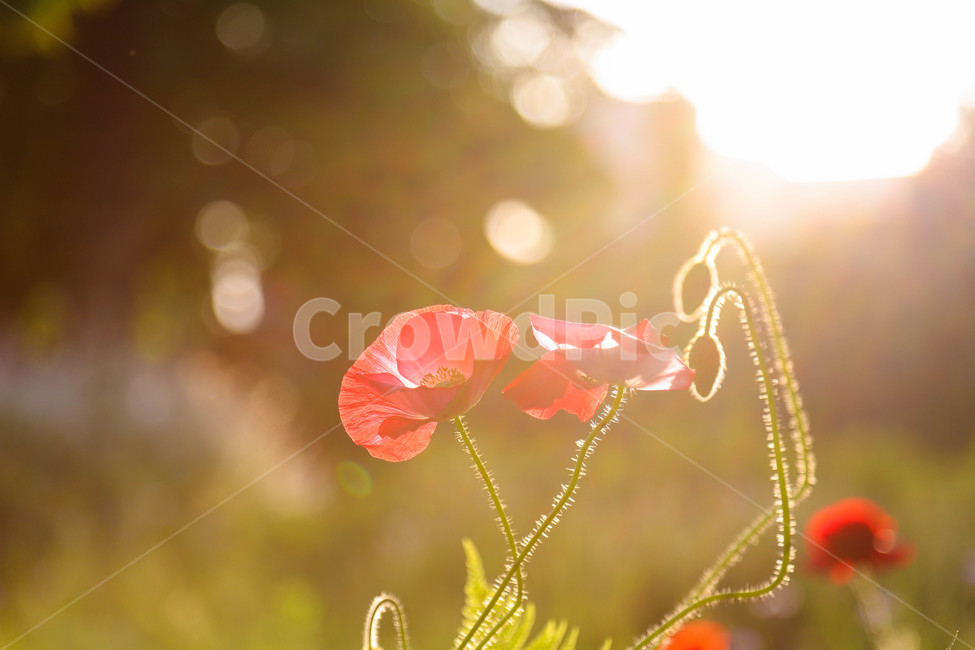 봄,봄날,봄꽃,꽃,양귀비,역광,아름다운,예쁜,배경,식물,해질녘,spring,flowers,sunset,beautiful,식물,자연,plants,nature,꽃,flower