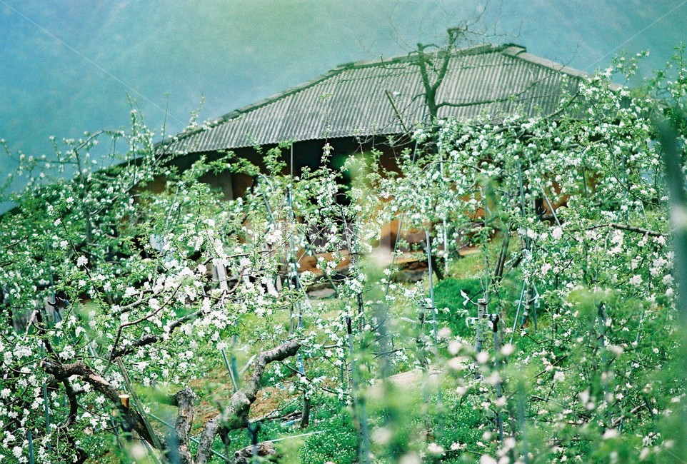 과수원,집,풍경,봄,계절,자연,건축물,건물외관,fruitfar,house,scenery,nature,landscape,한국전통,한국문화,korean traditional,korean culture,건축물,건물외관,exterior,building,structure,architecture,construction