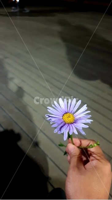plant,식물,사람,데이지,daisy,꽃