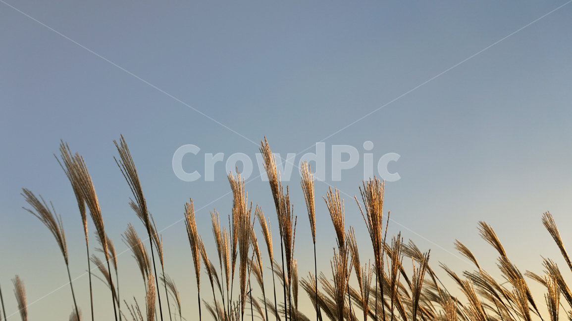 갈대밭,가을,갈대,억새,억새밭,바람,fall,autumn,reed,가을,계절,fall,autumn,season,식물,자연,plants,nature,plant,food,음식,vegetable,야채,grain,곡물