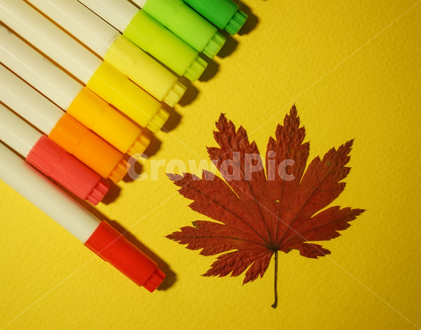 싸인펜,사무용품,낙엽,단풍,노랑,그리움,색,color,fall,가을,가을,계절,fall,autumn,season,학용품,문구류,사무용품,school supplies,stationery,office supplies,plant,식물,leaf,잎