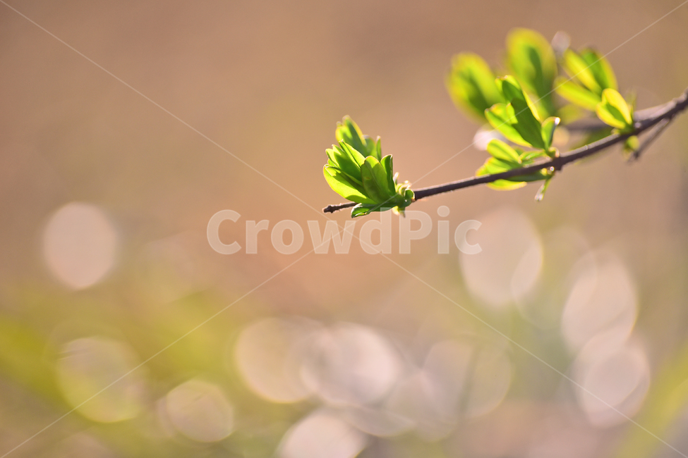 새싹,새순,보케,빛망울,플레어,새잎,나무순,나뭇가지,봄배경,빛,라이트,light,green,start,시작,출발,어린,여린,야외,옥외,아웃도어,시즌,계절,spring,배경,바탕,백그라운드,plant,식물,봄,계절,spring,season,식물,자연,plants,nature