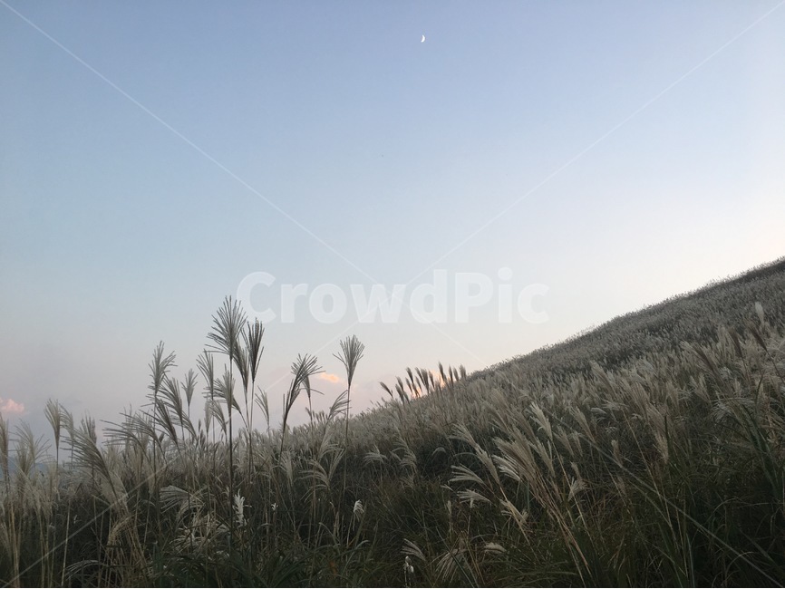 갈대밭,오름,언덕,제주,어스름한저녁,저녁하늘,저녁달,풍경,가을,감성사진,reeds,sunset,eveningmoon,dusk,scenery,lonely,hill,가을,계절,fall,autumn,season,자연,풍경,nature,landscape,plant,식물,grass,잔디,lawn,reed,갈대