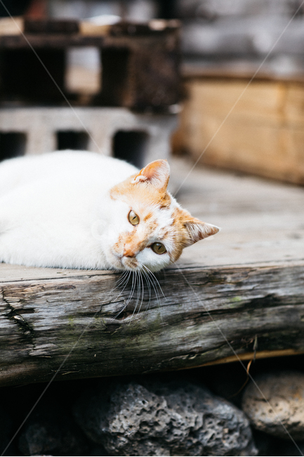 고양이,야옹이,냥,길냥이,꽃냥,동물,야옹,cat,캣,동물,animal,포유류,mammal,고양이,cat,kitten,kitty,감성,sensible,feeling