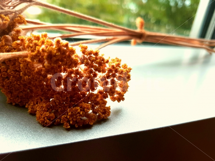 드라이플라워,꽃,꽃다발,난간,창문,자연,감성사진,식물,자연,plants,nature,꽃,flower,감성,sensible,feeling