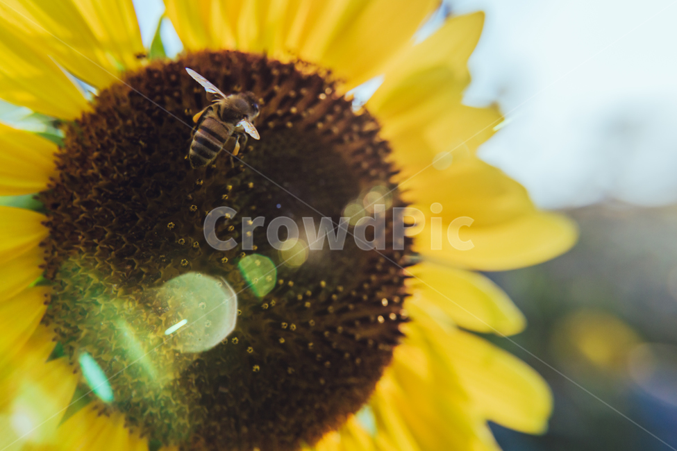 green,sun,sunflower,flower,Field,sunlight,lens flare,Freshness,gay