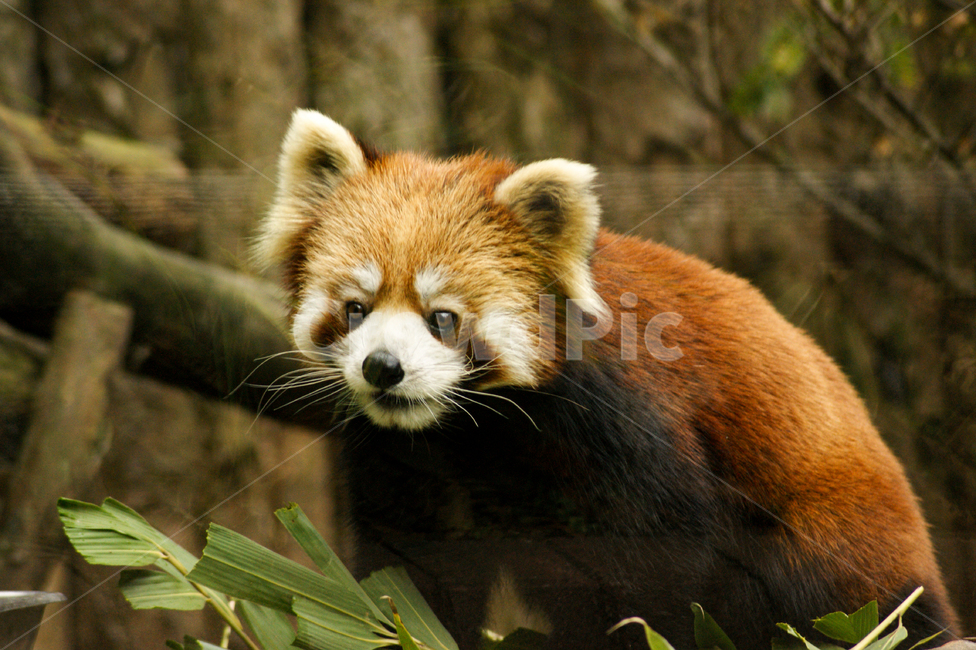 레서판다,판다,동물,포유류,redpanda,animal,동물,animal,포유류,mammal