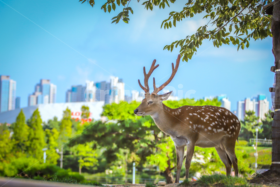 동물,사슴,밤비,공원,꽃사슴,자연,힐링,동물,animal,포유류,mammal