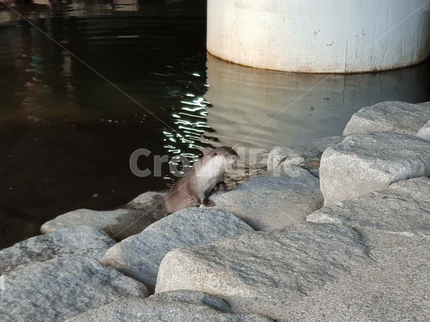 수달,천연기념물,온천천,강,야생동물,동물,animal,포유류,mammal