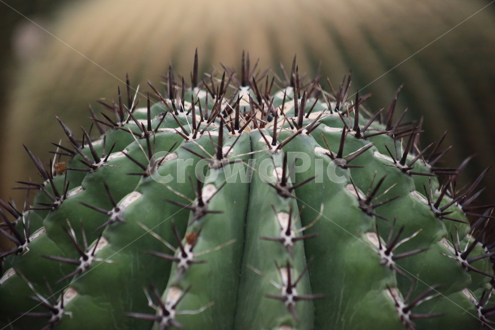 거취옥선인장,선인장,온실,거취옥,ferocactus
