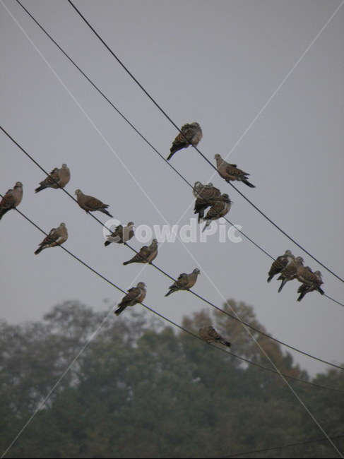 새,자연,아름다운,풍경,자연적인,동물,animal,조류,새,birds