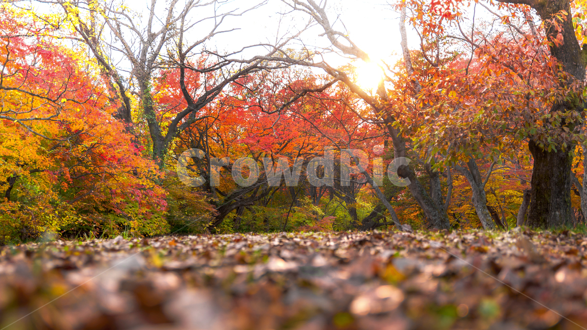 선운사,고창군,가을,낙엽,산책,공원,노랑,빨강,plant,식물,leaf,잎,tree,나무,maple,단풍,ground,바닥,가을,계절,fall,autumn,season,자연,풍경,nature,landscape