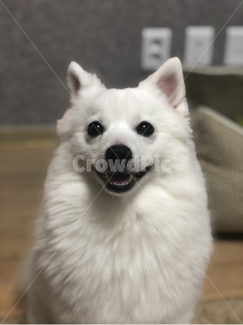 강아지,개,반려동물,애완동물,동물,스피츠,흰색,하얀개,눈,웃는개,해피,동물,animal,포유류,mammal,개,강아지,dog,doggy