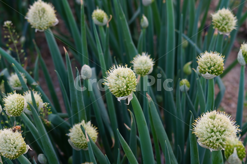 파,파꽃,꽃,꽃사진,플라워,flower,자연,nature,풍경,landscape,식물,야채,채소,plant,plants,flowers,vegetable,재배,생산,밭,밭농사,채소밭,야채밭,식물,자연,plants,nature,채소,야채,vegetables