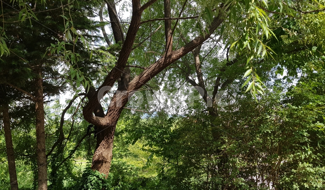 초록,나무,풀,새,까치,그림자,여름,자연,green,birds,color