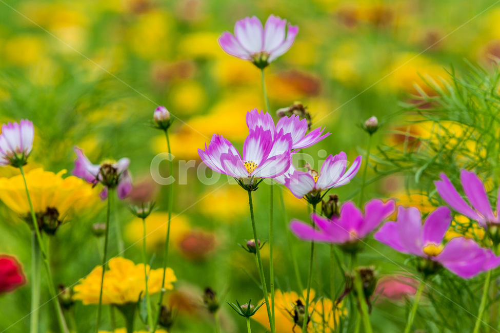 가을,패턴,문양,코스모스,무늬,가을,계절,fall,autumn,season,식물,자연,plants,nature,꽃,flower,geranium,제라늄,plant,blossom