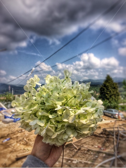 여름,하늘,수국,구름,꽃,식물,자연,plants,nature,꽃,flower