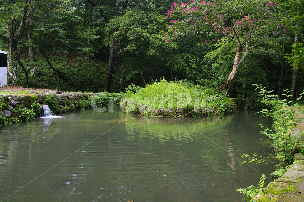 식물,plant,자연,nature,숲,연못,꽃,flower,배롱나무,자연,풍경,nature,landscape,water,물,outdoors,옥외
