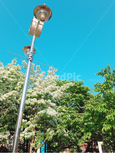 맑은날,하늘,나무,가로등,흰꽃,tree