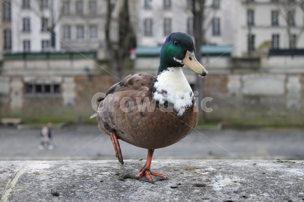 새,비둘기,bird,동물,dove,조류,동물,animal,조류,새,birds