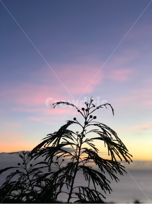 핑크,구름,노을,식물,붉은하늘,핑크구름,황혼,nature,redsky,sunset,자연,풍경,nature,landscape,outdoors,옥외,sky,하늘,일몰,red sky,붉은 하늘,dusk,dawn,새벽