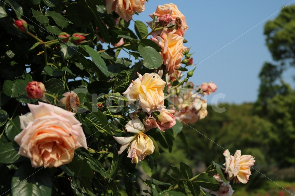 식물,장미,장미꽃,자연,장미덩굴,식물,자연,plants,nature,꽃,flower
