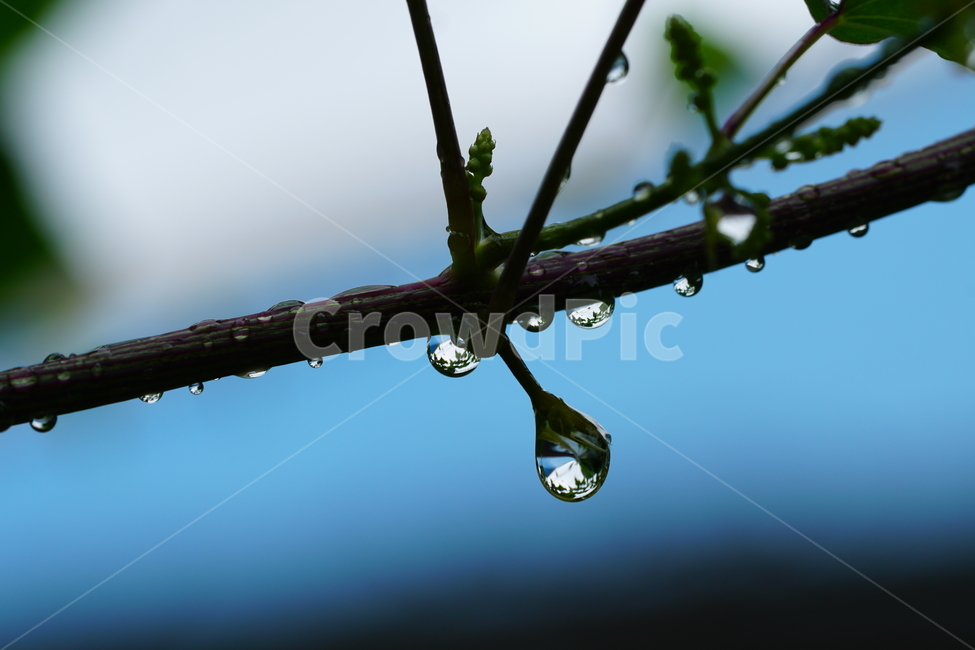 물방울,이슬,식물,풀,풀잎,자연,접사,클로즈업,풍경,waterdrop,dewdrop,빗물,nature,plant,plants,landscape,macro,closeup,이파리,식물,자연,plants,nature