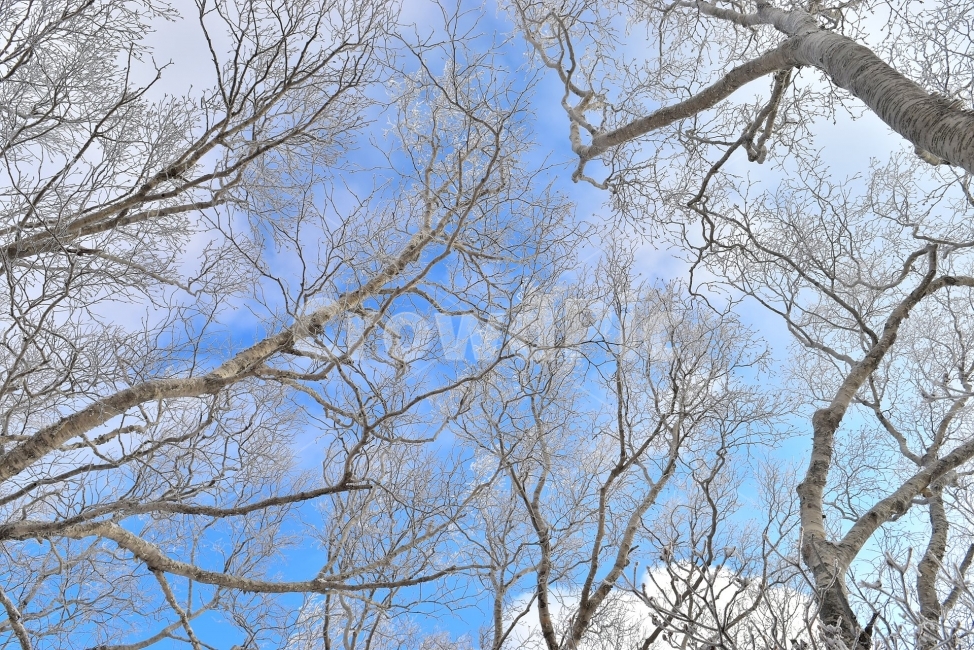 태백산,설경,상고대,눈꽃,풍경,겨울,겨울왕국,서리꽃,눈,천제단,자연,스포츠,등산,산행,nature,snow,설국,겨울풍경,느낌,아름다운,신비로운,경이로운,다큐,필,디자인,힐링,명산,국립공원,순백,landscape,winter,season,영산,겨울,계절,winter,season,식물,자연,plants,nature,나무,trees,wood