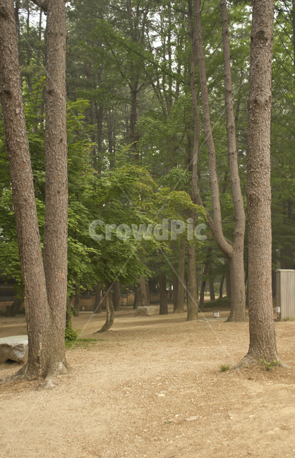남이섬,나미나라,남이아일랜드,춘천,한국,대한민국,아시아,자연,나무,나무기둥,숲,숲속,바위,흙길,흙,흙바닥,산책길,숲길,산책로,길,오솔길,녹색,그린,초록색,브라운,갈색,산림,공원,실외,야외