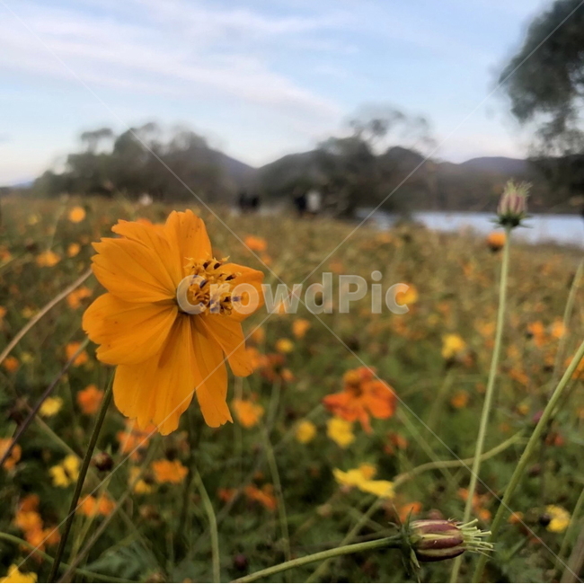 코스모스,꽃,식물,노란색,자연,flower,plant,yellow,nature
