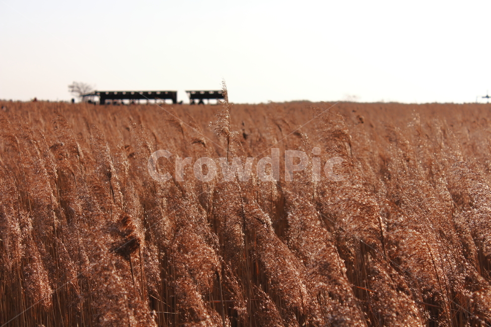 갈대밭,순천만,겨울,자연,배경,가을,계절,fall,autumn,season,plant,식물,food,음식,grain,곡물,vegetable,야채
