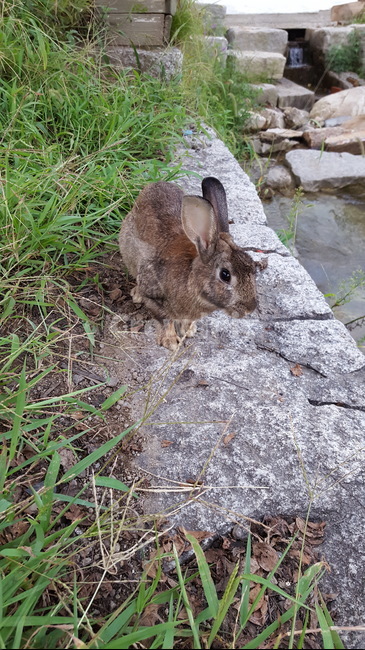 토끼,동물,자연,풀,rabbit,동물,animal,포유류,mammal