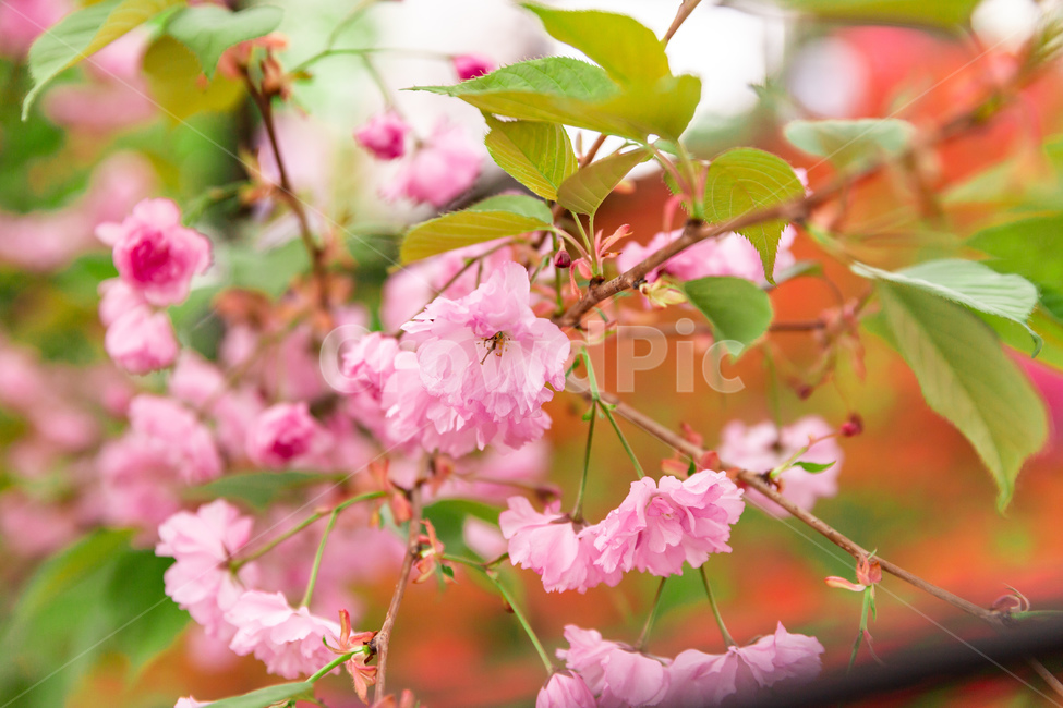 벚꽃,겹벚꽃,봄,나무,분홍,분홍꽃,나무꽃,식물,자연,plants,nature,꽃,flower