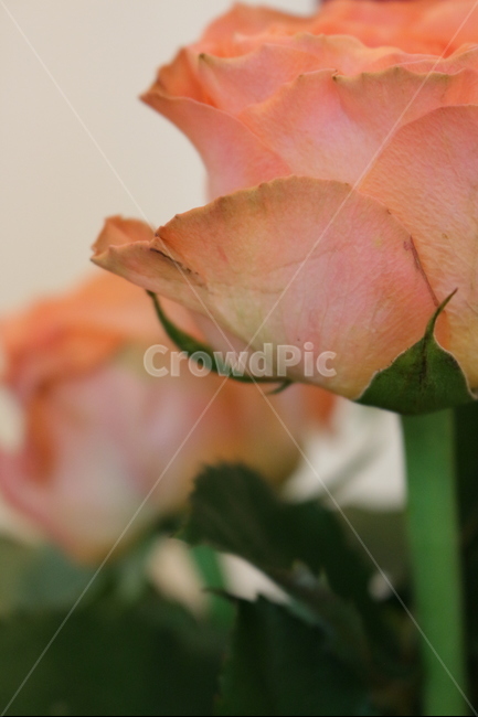 꽃,접사,분홍,장미,감성,식물,자연,plants,nature,꽃,flower