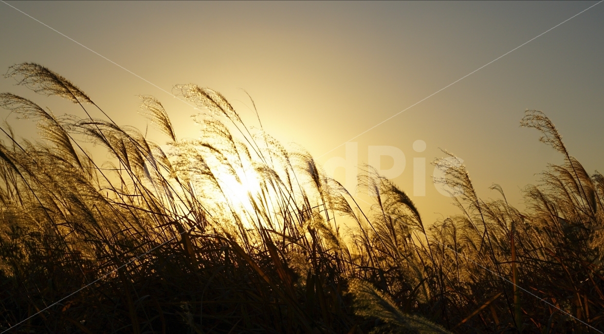 억새,일몰,해질녘,가을,감성,가을,계절,fall,autumn,season,식물,자연,plants,nature,감성,sensible,feeling,plant,grass,잔디